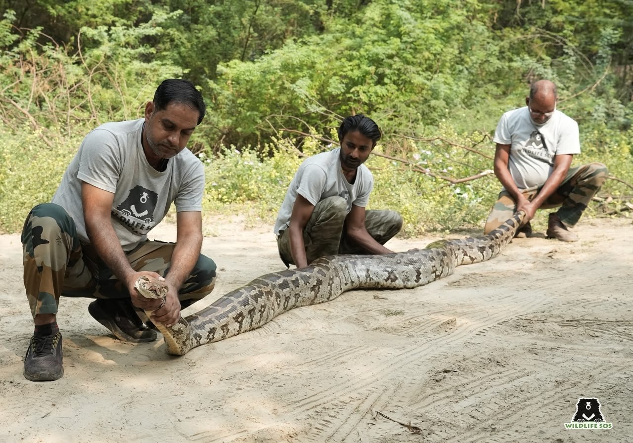 खेत में मिला विशाल अजगर, मंदिर में दिखा सैंड बोआ