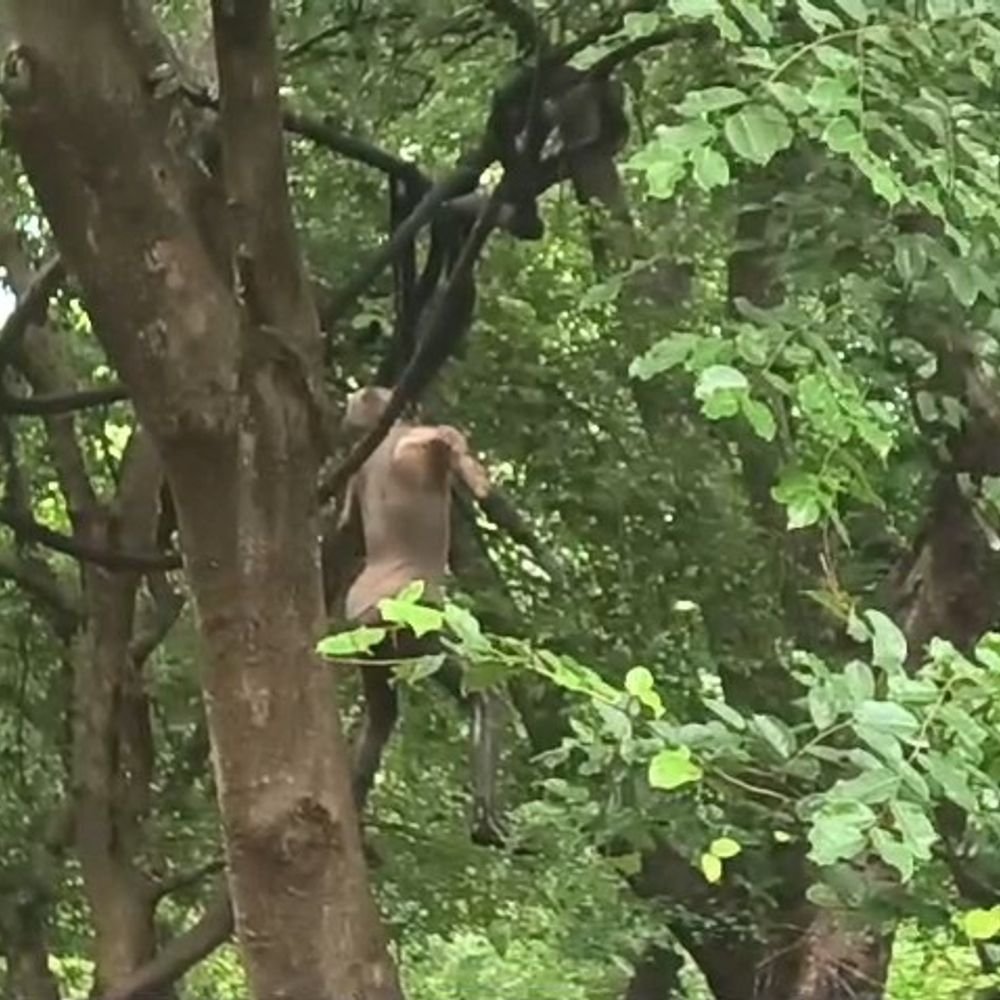 सीतापुर में लापता युवक का शव पेड़ से लटका मिला:लखीमपुर का रहने वाला था, पुलिस जांच में जुटी, 3 दिन पहले घर से निकला था