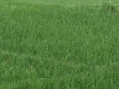 खरीफ फसल बीमा की अंतिम तिथि तय:एटा में गैर-ऋणी किसान 14 अगस्त तक कराएं फसल का बीमा